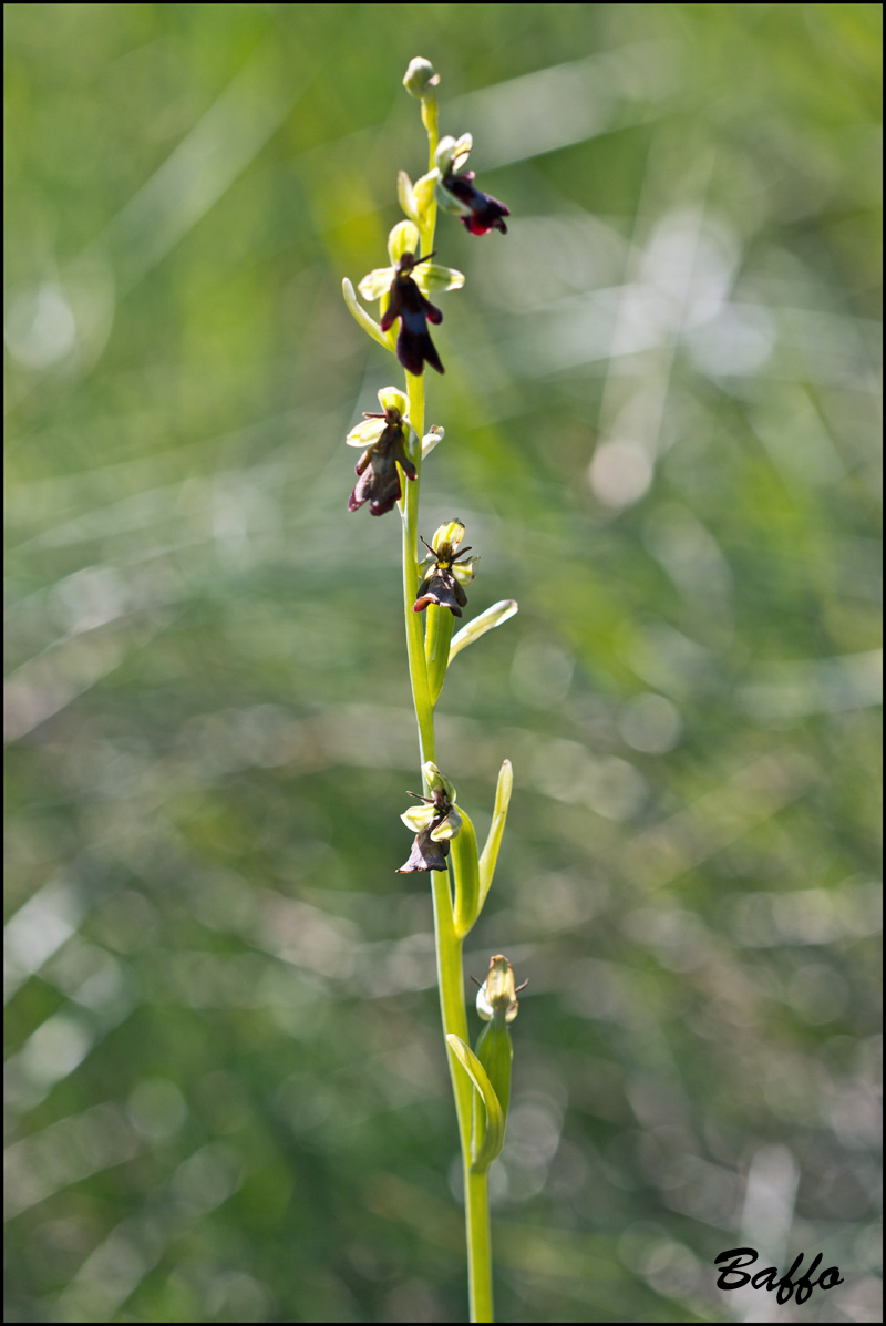 Ophrys insectifera L